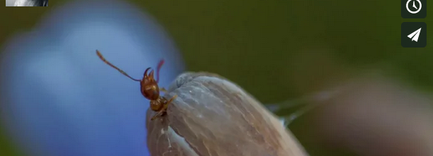 Macro with 5D3 ML RAW 3x Crop Macro with 5D3 ML RAW 3x Crop